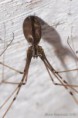 /album/pholcidae/pholcus-opilionoides-maj-m-jpg/